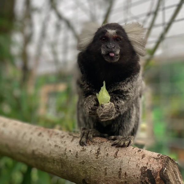 Animais no  por Reprodução | Redes Sociais