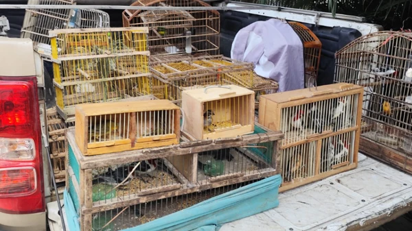 Aves silvestres resgatadas em Santo EstÊvão e 