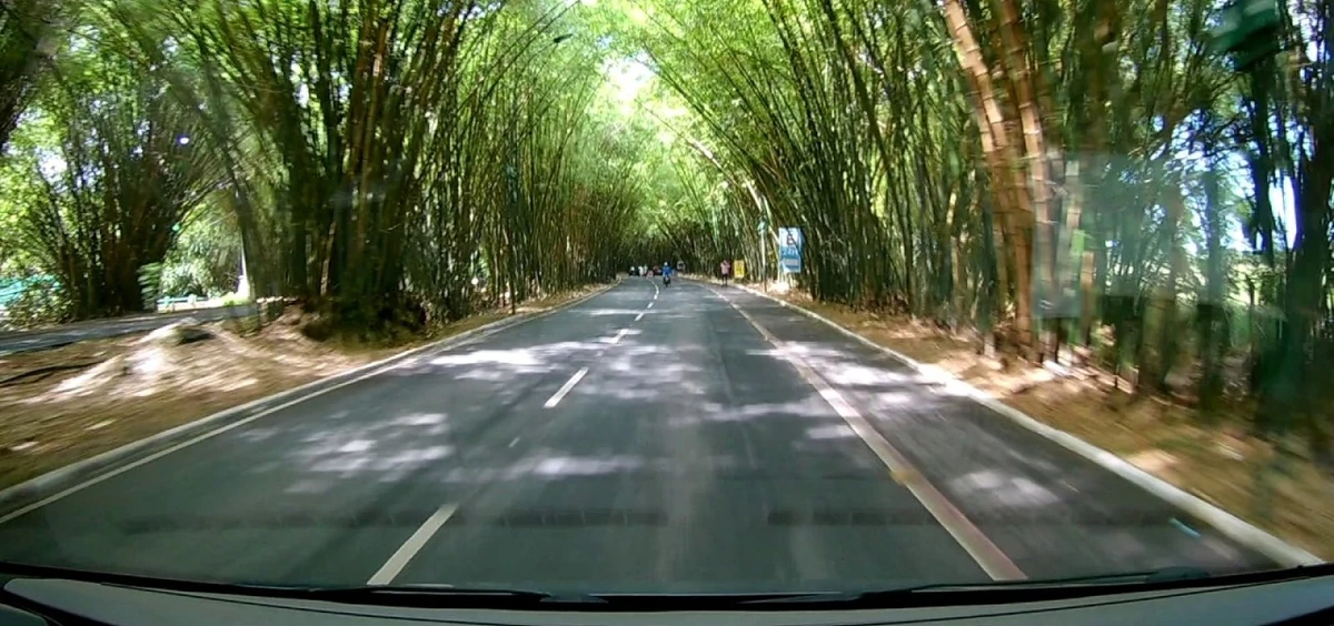 Bambuzal  por Reprodução