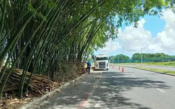 Bambuzal do Aeroporto de Salvador por Divulgação/Seman