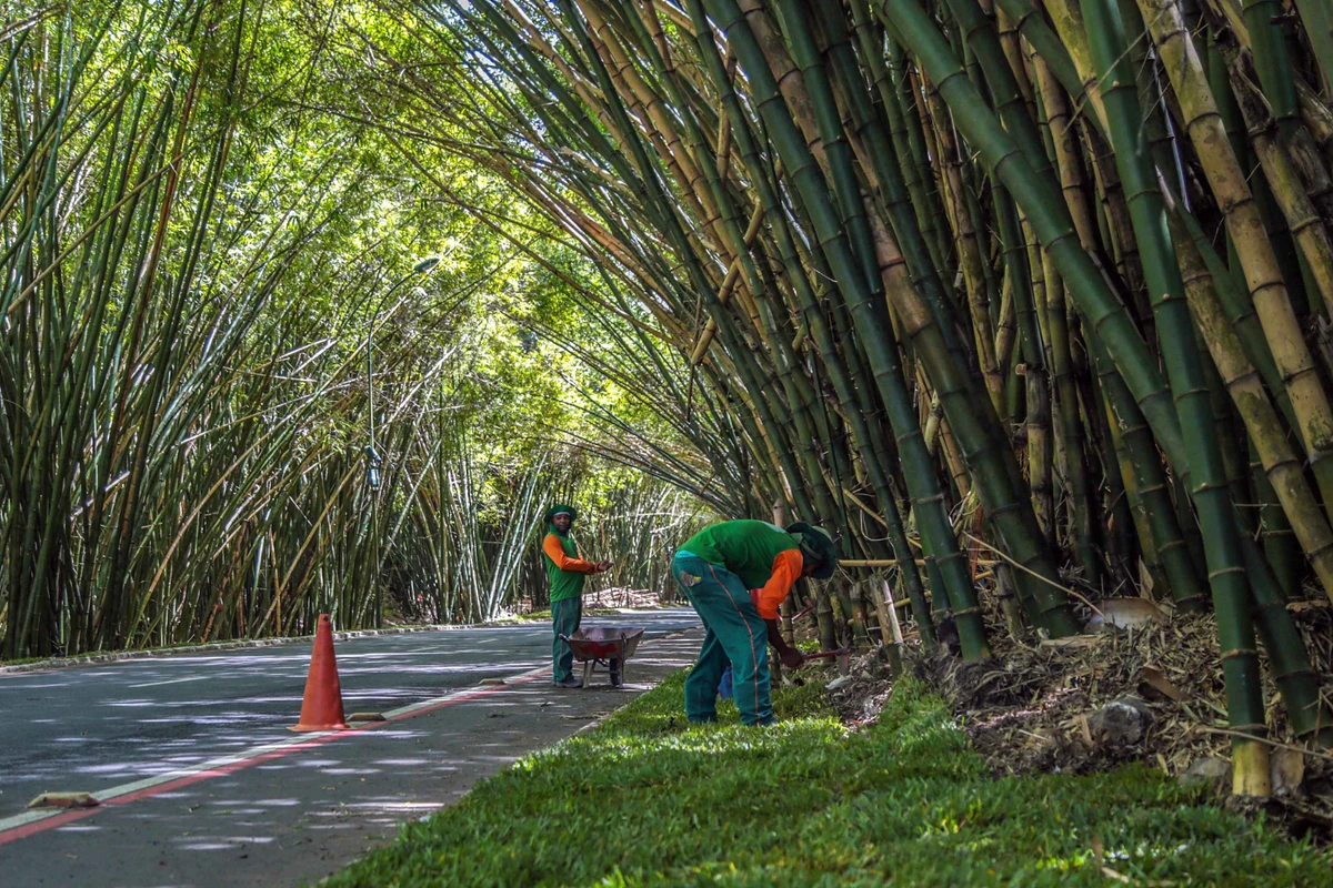 Bambuzal do Aeroporto de Salvador por Bruno Concha/Secom