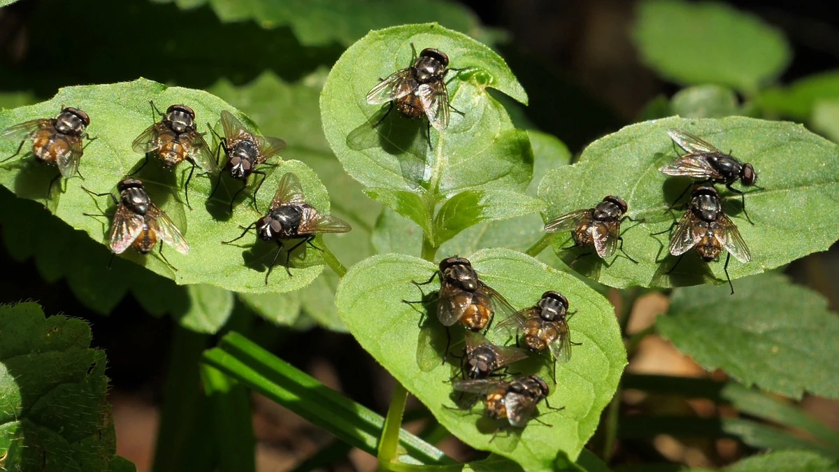 Enxame de moscas por Reprodução
