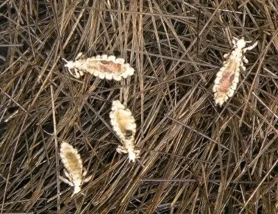 Infestação de piolhos por Reprodução