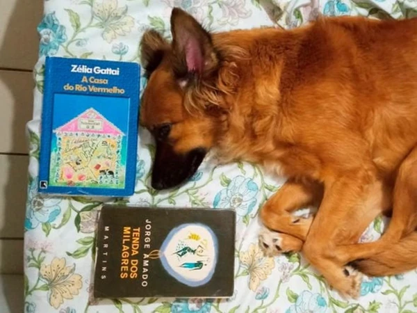 Livros 'A Casa do Rio Vermelho', de Zélia Gattai, e 'Tenda dos Milagres', de Jorge Amado