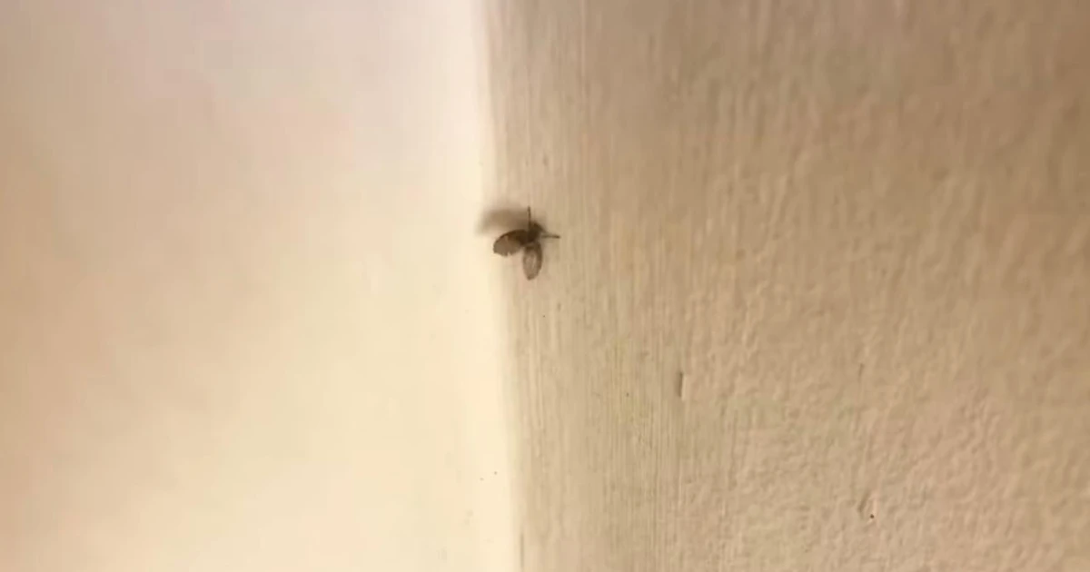 Imagem - Parecem inofensivas, mas mosquinhas de banheiro são riscos à saúde e acendem sinal de alerta