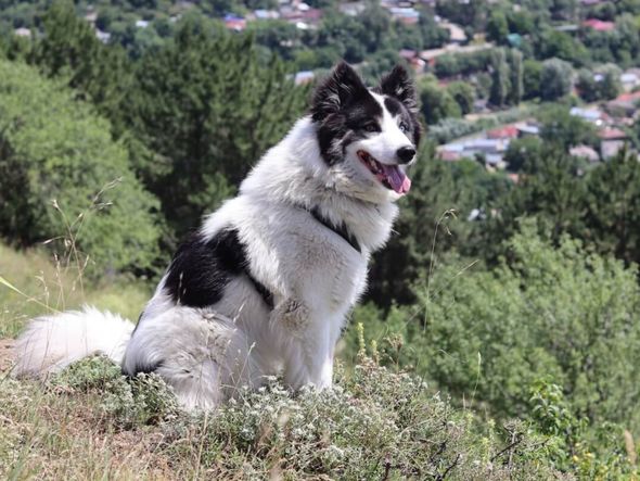 Imagem - 4 características do cachorro da raça yakutian laika 