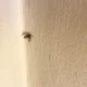 Imagem - Parecem inofensivas, mas mosquinhas de banheiro são riscos à saúde e acendem sinal de alerta