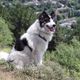 Imagem - 4 características do cachorro da raça yakutian laika 