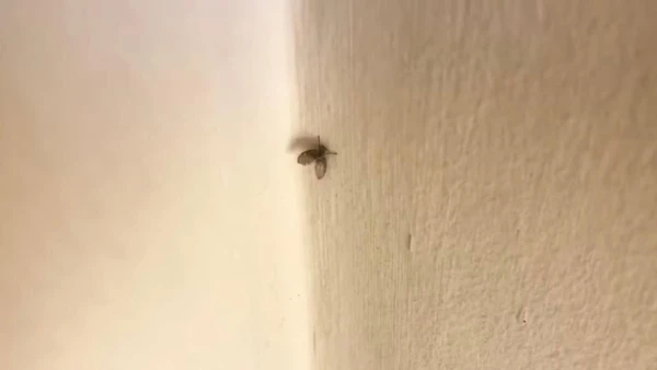 Conheça os riscos ocultos por trás das inofensivas moscas de banheiro e aprenda a manter sua casa segura