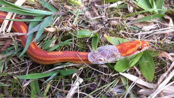 Trocar de pele é um ciclo vital para as serpentes, mas também as deixa vulneráveis