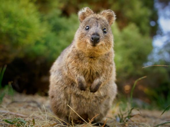 Imagem - 7 curiosidades interessantes sobre o quokka 