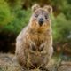 Imagem - 7 curiosidades interessantes sobre o quokka 