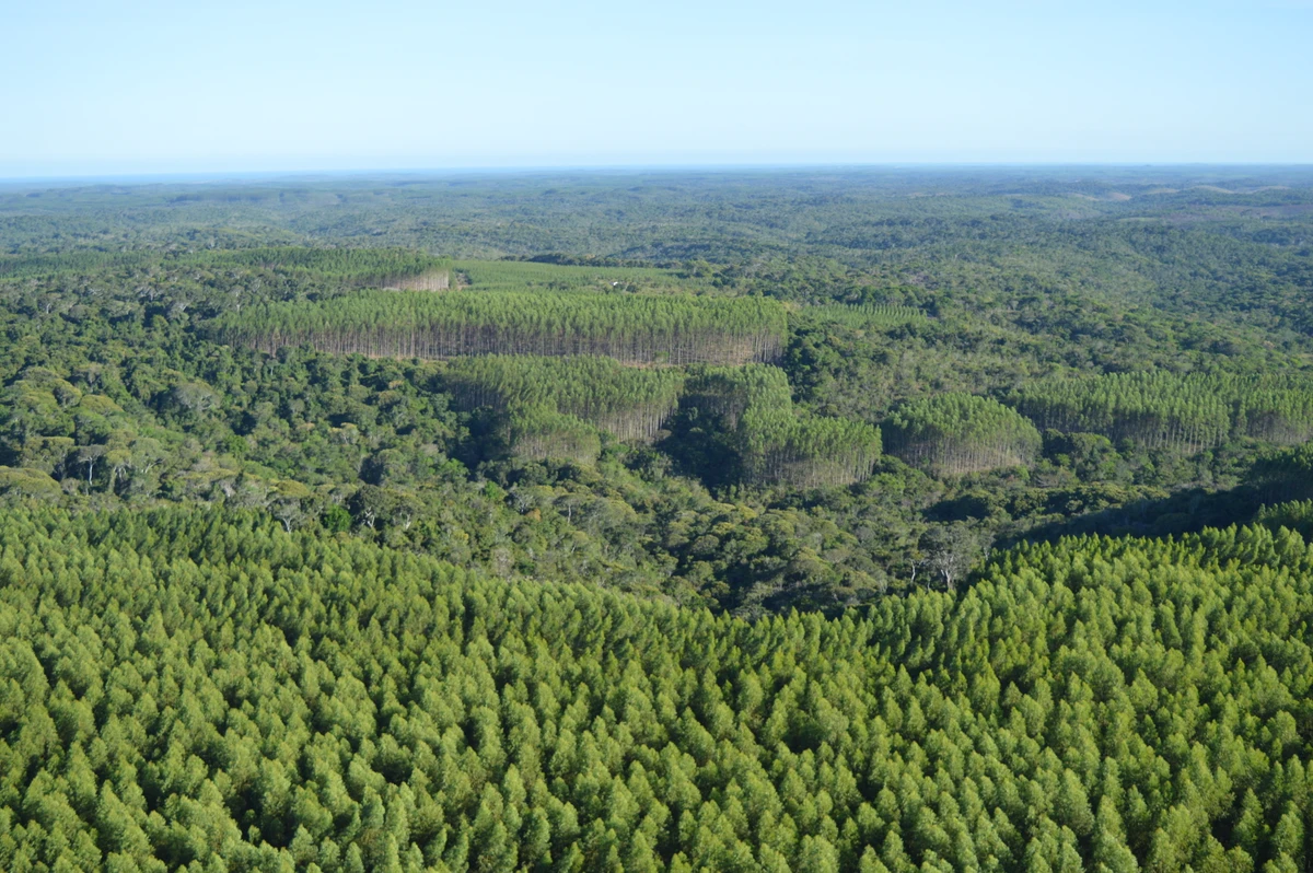 Mosaicos na área de influência da Bracell na Bahia