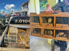 Imagem - Feira livres na Bahia viram centro do tráfico de aves de canto silvestres na Bahia