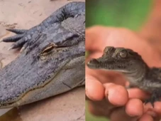 Imagem - ‘Nascimento virginal’: crocodilo fêmea gerou filhote sozinha; entenda caso raro