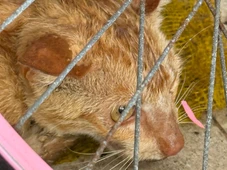 Imagem - Em três dias, dois gatos morrem envenenados em condomínio de Salvador