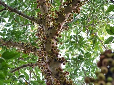 Imagem - Veja qual a melhor fruta para controlar o seu colesterol e fortalecer o coração
