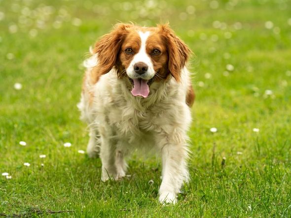 Imagem - 7 raças de cachorro francesas 