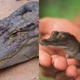 Imagem - ‘Nascimento virginal’: crocodilo fêmea gerou filhote sozinha; entenda caso raro
