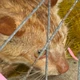 Imagem - Em três dias, dois gatos morrem envenenados em condomínio de Salvador