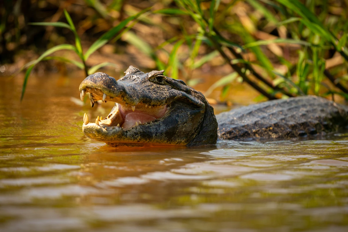 Crocodilos por Reprodução | Freepik