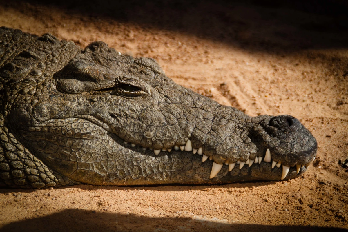 Crocodilos por Reprodução | Freepik