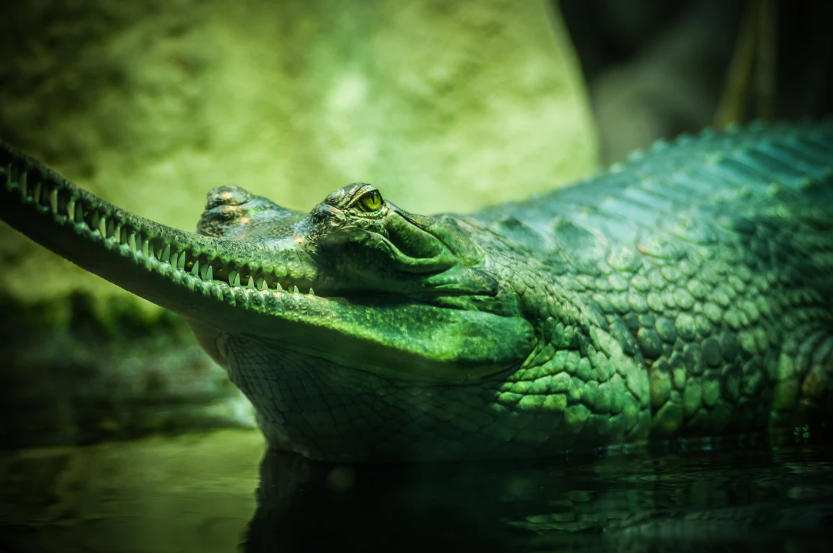 Crocodilos por Reprodução | Freepik