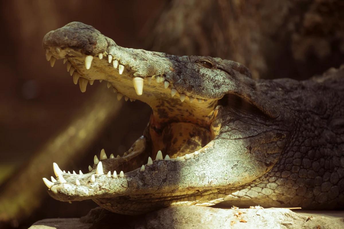 Crocodilos por Reprodução | Freepik