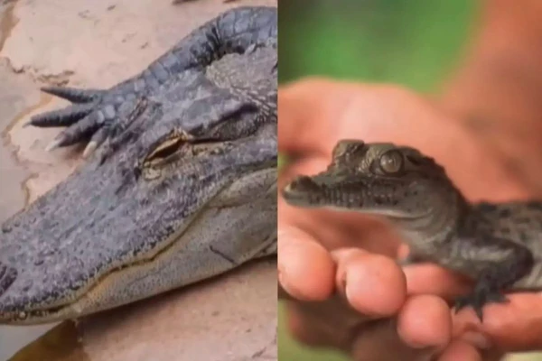 Caso raro nunca tinha acontecido com crocodilos