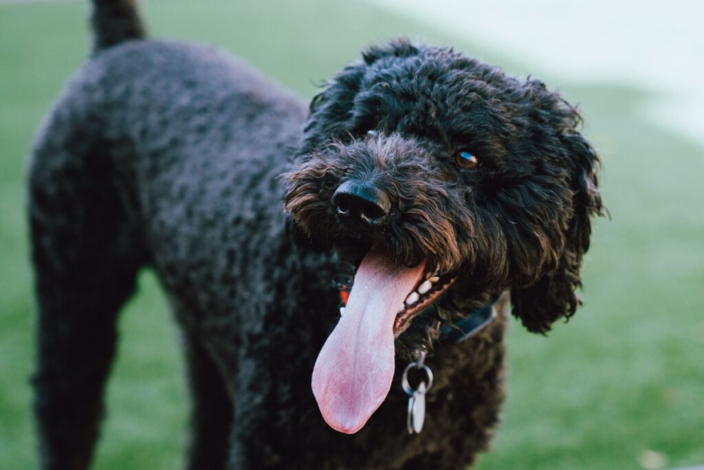 O barbet é um cachorro dócil, obediente e apegado ao tutor (Imagem: Wirestock Creators | Shutterstock)
