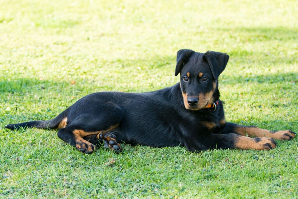 O pastor de beauce é um excelente cão de guarda e muito dedicado ao tutor (Imagem: JP Chret | Shutterstock)