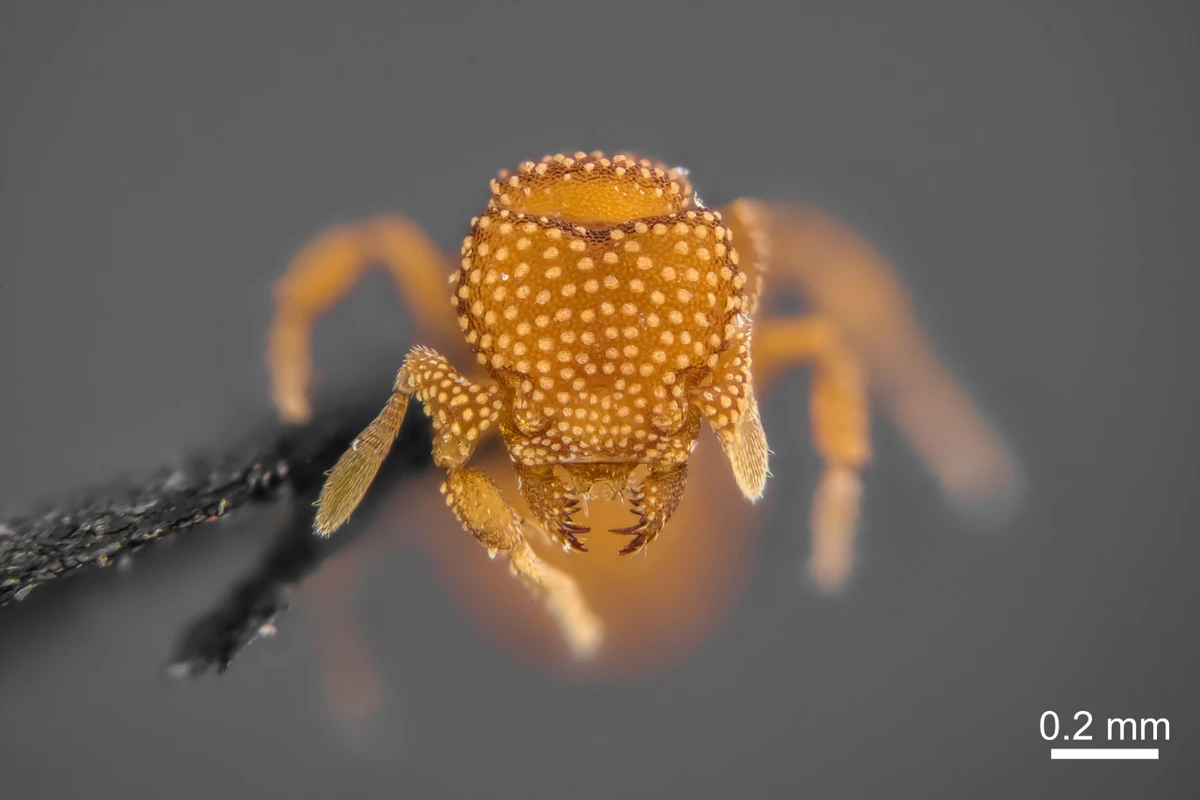 Eurhopalothrix oxente, a nova formiga da caatinga