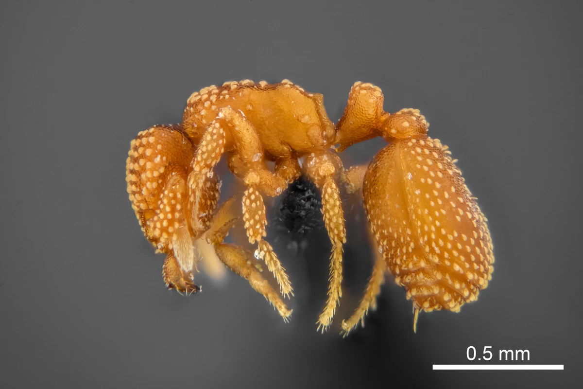 Eurhopalothrix oxente, a nova formiga da caatinga por Divulgação
