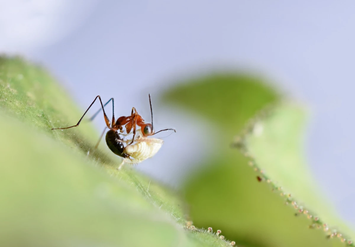 Gonatopus cambitos, a nova vespa parasitóide da Caatinga por Divulgação
