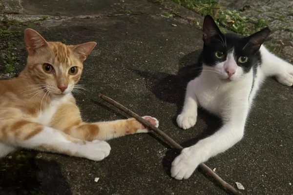 Leozinho e Coreano por Reprodução