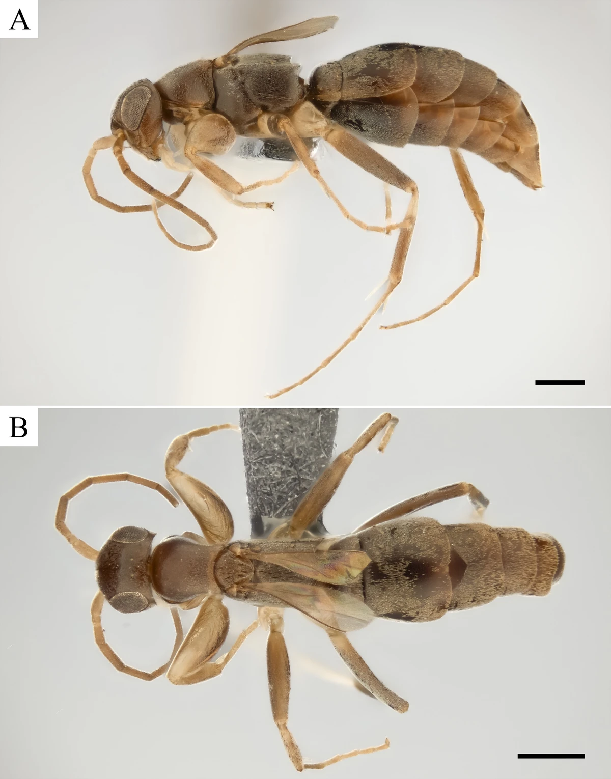 Olixon caju, a nova vespa parasitóide da Caatinga por Divulgação