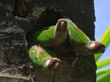Imagem - Aves de canto por R$ 80 mil: por que bicudos, curiós e azulões estão no topo do tráfico no Brasil?