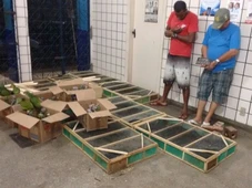 Imagem - Quem é Paulista, preso na Bahia e apontado como o maior traficante de aves do Brasil