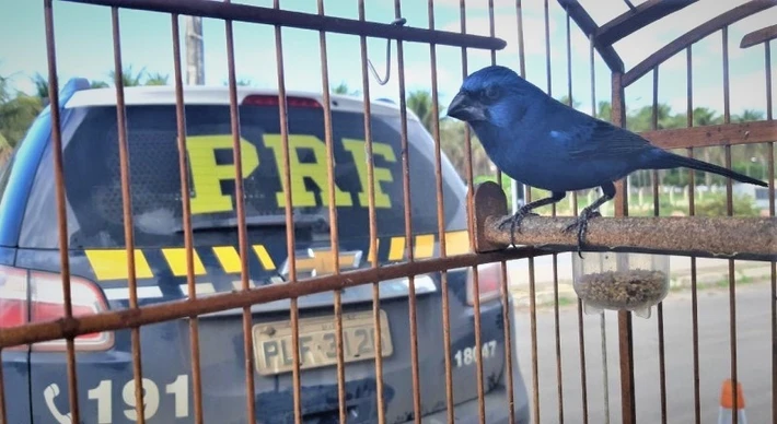 Imagem - Como funciona o esquema bilionário que usa estrada baiana para tráfico de aves de canto