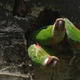 Imagem - Aves de canto por R$ 80 mil: por que bicudos, curiós e azulões estão no topo do tráfico no Brasil?