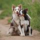 Imagem - 12 nomes perfeitos para cachorros sociáveis 