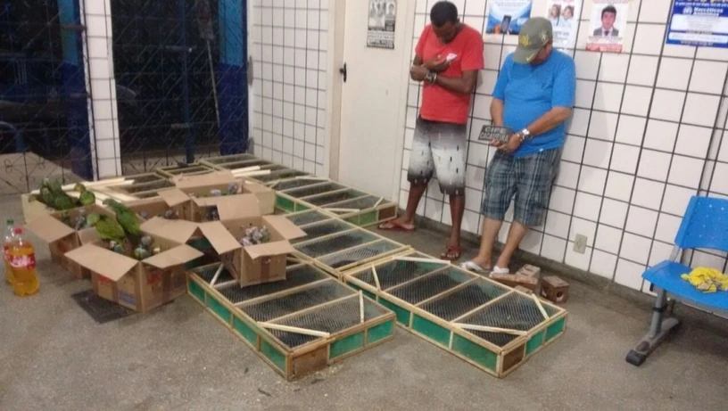 Imagem - Quem é Paulista, preso na Bahia e apontado como o maior traficante de aves do Brasil