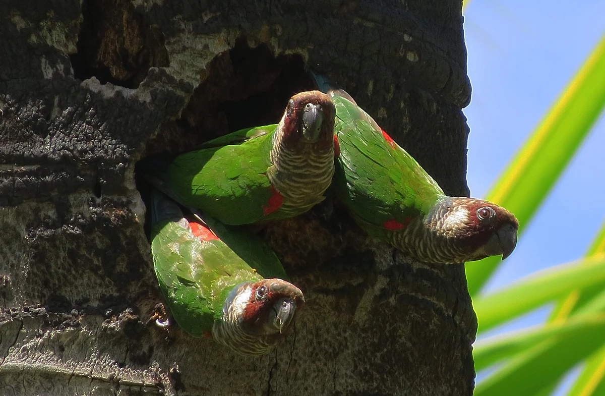 Aves em observatório natual, soltos na natureza