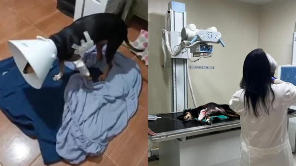 Cachorro foi baleado por traficantes