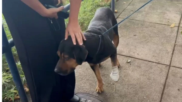 Cachorro foi baleado por traficantes por Reprodução