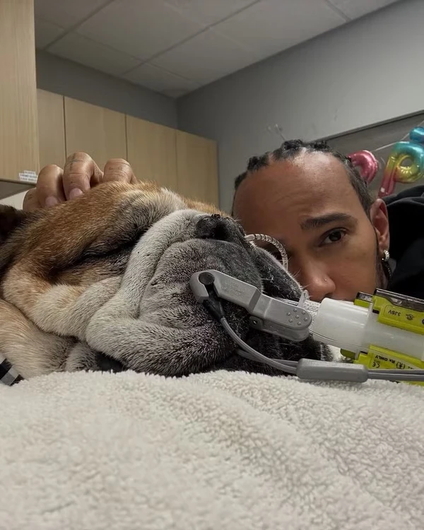 Lewis e Roscoe Hamilton por Reprodução/Instagram