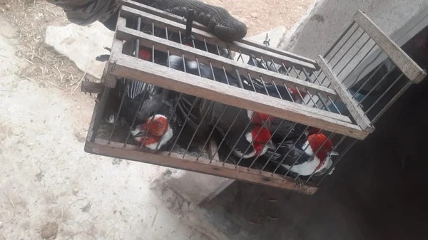 Tráfico de animais silvestres na Bahia por Divulgação