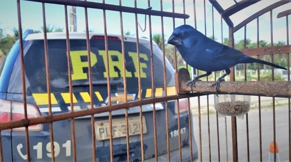 Tráfico de animais silvestres na Bahia por Divulgação