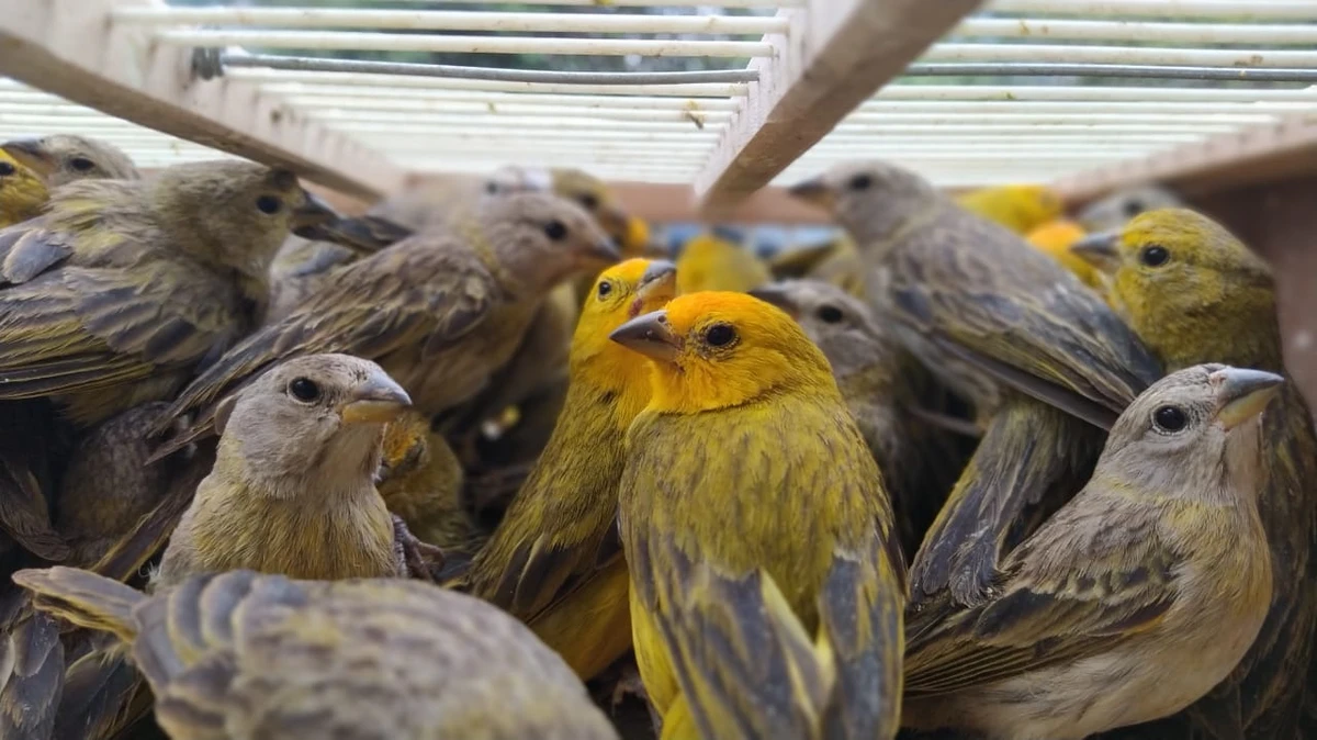 Tráfico de animais silvestres na Bahia por Divulgação