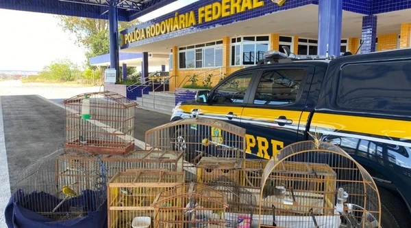 Tráfico de animais silvestres na Bahia por Divulgação